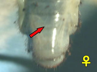 カブトムシ　幼虫　雌雄判別　♀
