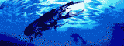 deepblue オオクワガタ飼育